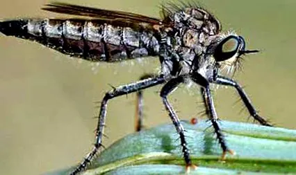 asilidae