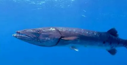 морських