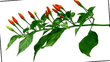 frutescens siling-labuyo