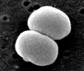 microbewiki staphylococcus