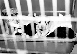 spayneuter дебати