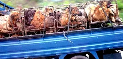 ясом