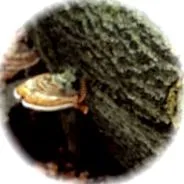 100% натуральний Fomes fomentarius