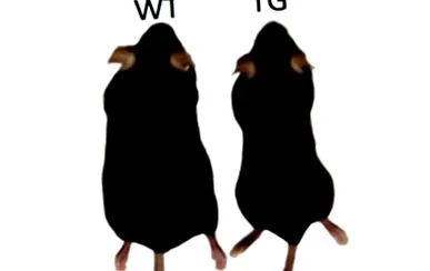 тіло