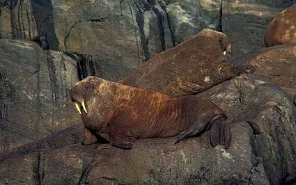 моржа моржа
