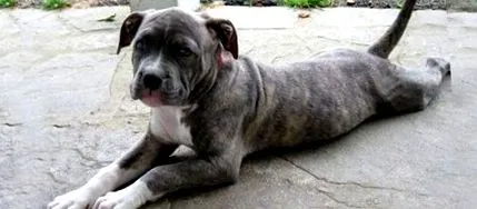 pitbulls