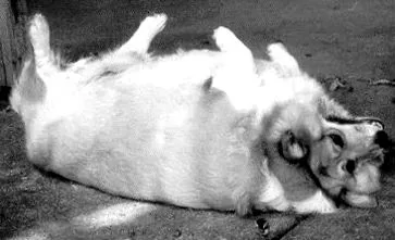 вельш-коргі