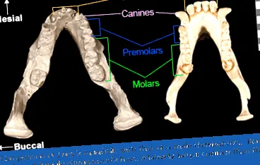 efossils efossils