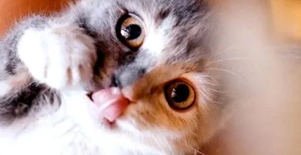 кошенят
