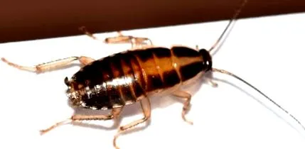 pestworld
