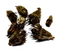 agrimony