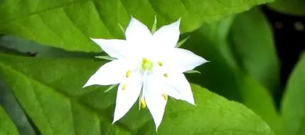 starflower
