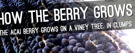 berry berry