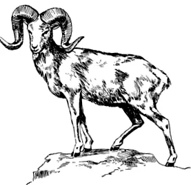аргалі