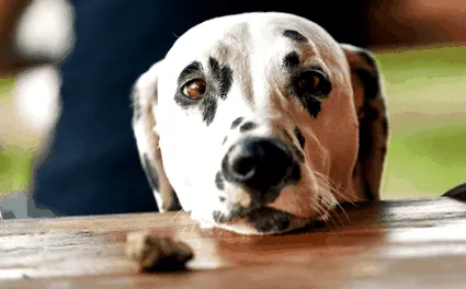 поради