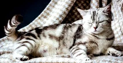 котів