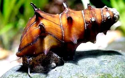 brotia pagodula