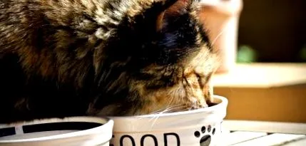 котів