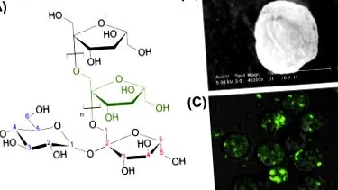 sciencedirect