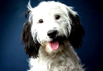 cockapoo