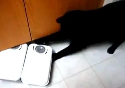 котить