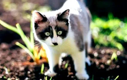 корів