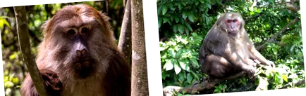 által