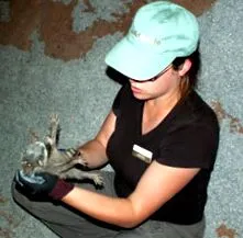 wildcare