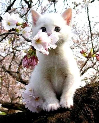котів purina