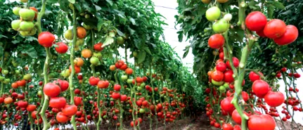 look tomato