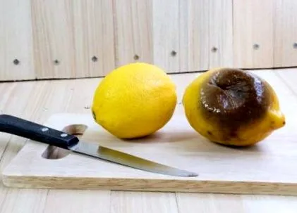 цвіль цвіль