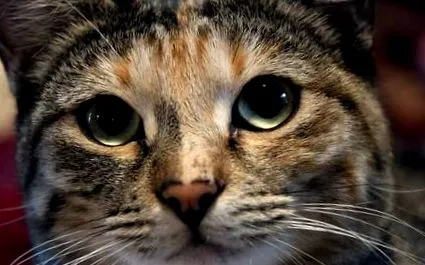 котячого