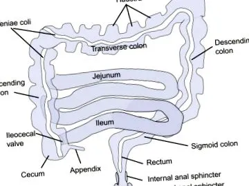 sciencedirect ileocecal
