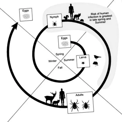 ixodes огляд