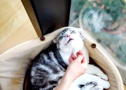 котячому підборідді прищі