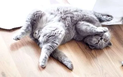 кота мого
