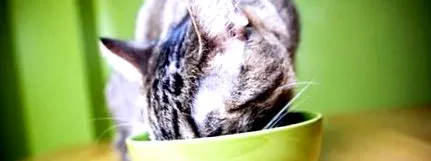 котів