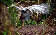 lyrebird