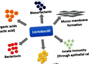 lactobacillus áttekintés