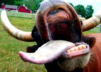vaca
