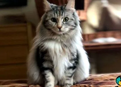 котів