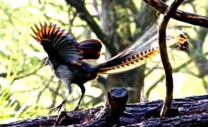 lyrebird існування