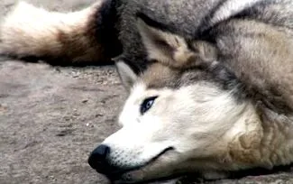 сибірських щодо