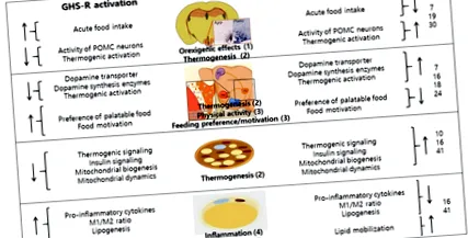 receptor