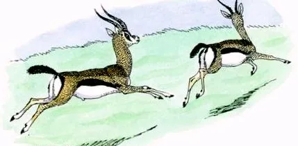 mpala