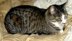 ibdkitties панкреатит