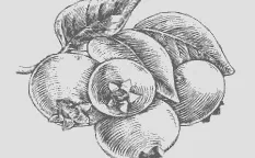Малина Naturipe фрукт