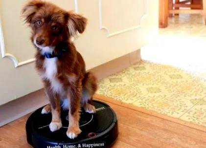 roomba roomba