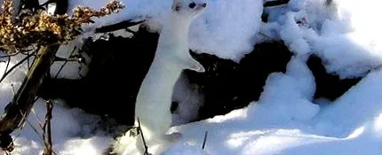 ласка риба