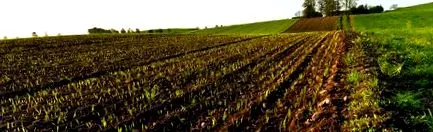 його ґрунті харчових відходів